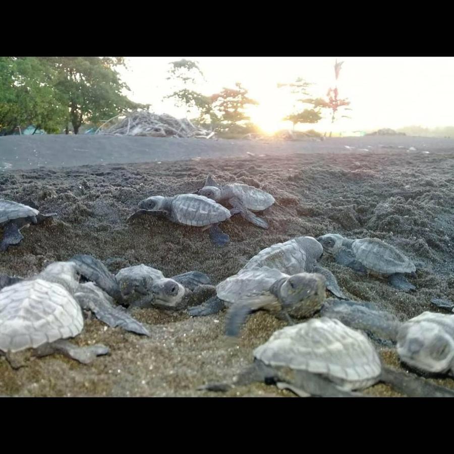 Villas Punta India Ostional Wildlife Refuge Экстерьер фото